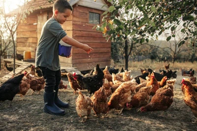 Penggunaan metionin dalam diet ternakan dan ayam